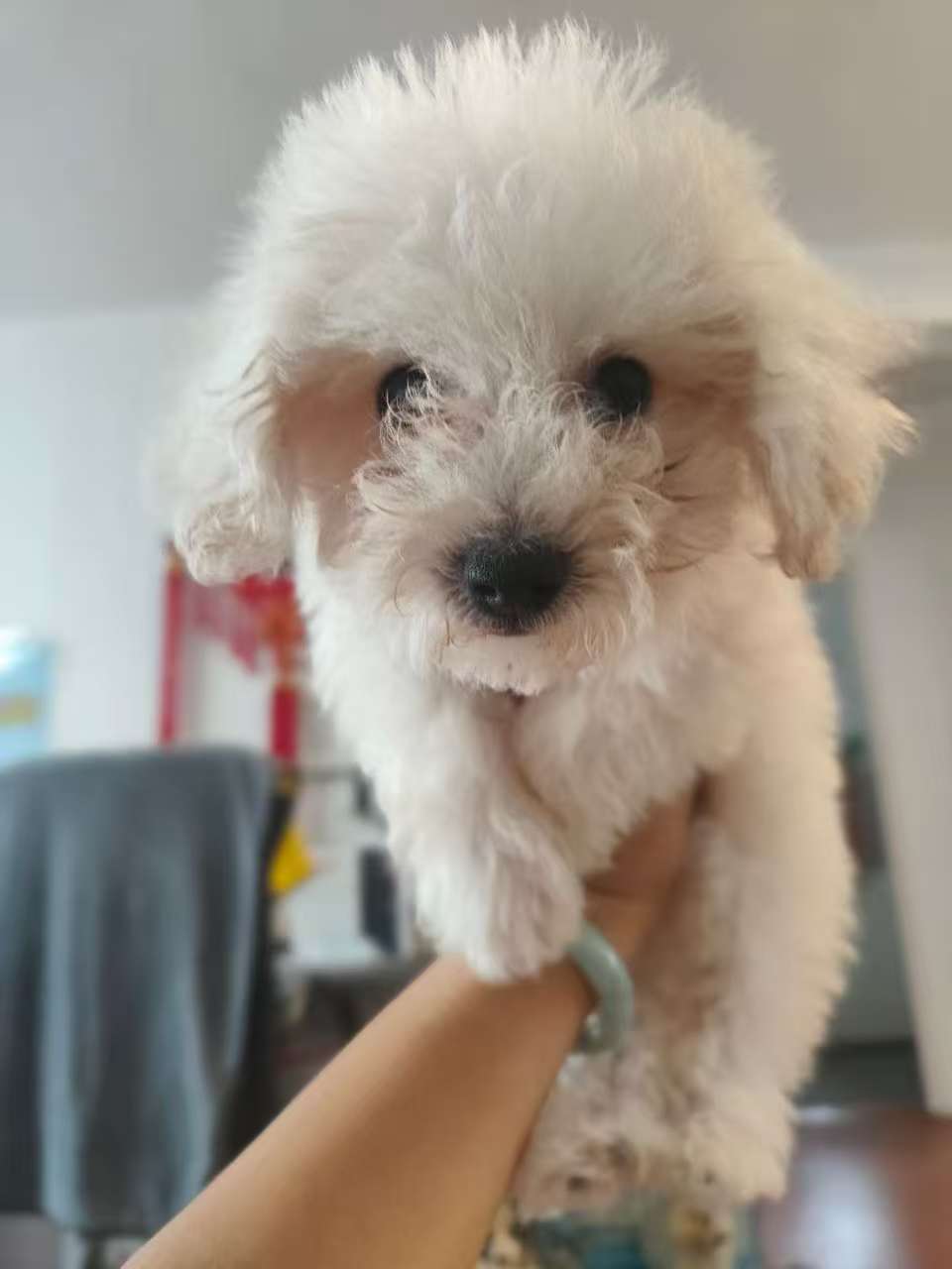 比熊犬是一种快乐活泼的的狗狗,
像棉花糖一样的甜美